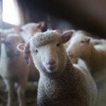 Rusia a restricționat circulația oilor și caprelor provenite din Bulgaria și România 2 rusia a interzis importul si tranzitul de ovine si caprine din bulgaria si din romania 689448510f12d