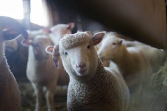 rusia a interzis importul si tranzitul de ovine si caprine din bulgaria si din romania 689448510f12d