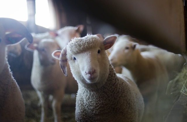 rusia a interzis importul si tranzitul de ovine si caprine din bulgaria si din romania 689448510f12d