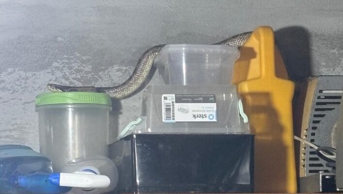 Un șarpe surprinzător descoperit într-o locuință din 2 Mai 1 sarpe capturat dintr o casa din localitatea 2 mai 6894cf0b91cb1