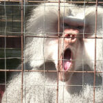Controversă în jurul babuinilor sacrificați: șeful Grădinii Zoologice din Nurnberg, ținta amenințărilor mortale 2 scandalul babuinilor eutanasiati continua directorul gradinii zoologice din nurnberg a primit amenintari cu moartea 68920a006dee9