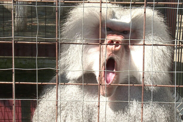 scandalul babuinilor eutanasiati continua directorul gradinii zoologice din nurnberg a primit amenintari cu moartea 68920a006dee9