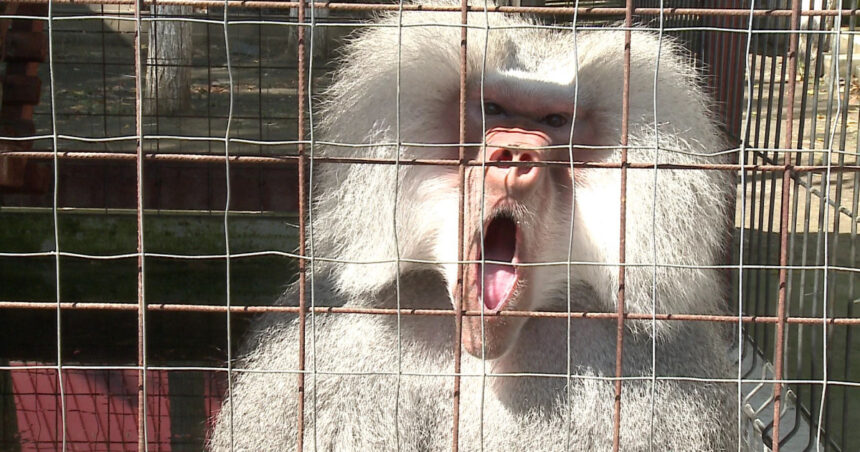 Controversă în jurul babuinilor sacrificați: șeful Grădinii Zoologice din Nurnberg, ținta amenințărilor mortale 1 scandalul babuinilor eutanasiati continua directorul gradinii zoologice din nurnberg a primit amenintari cu moartea 68920a006dee9