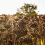 Europa se confruntă cu o secetă fără precedent. România, printre națiunile cel mai grav lovite 3 seceta record in europa romania se numara printre tarile cele mai afectate 6894667b4e53e