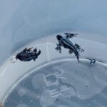 Spania îngrădește plajele din cauza invaziei unor specii marine amenințătoare. Înțepătura fatală 3 spania inchide plaje din cauza invaziei unor creaturi marine periculoase intepatura mortala 68a72e6a410cf
