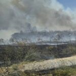 Autostrada A2 București-Constanța blocată din cauza unui incendiu de vegetație 3 trafic rutier oprit pe autostrada a2 bucuresti constanta in urma unui incendiu de vegetatie 6894850fe19b7