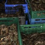 Capturarea clandestină de raci și creveți: descoperire surprinzătoare a poliției în Tulcea 2 transport ilegal de raci si creveti depistat de politisti in judetul tulcea 689db18bd82de