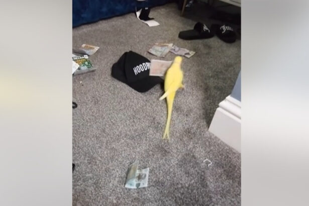 un papagal vorbitor i a ajutat pe politisti sa bage in inchisoare o retea de traficanti de droguri din marea britanie 689497c6bad6e