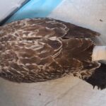Un pescăruș aflat în suferință din cauza oamenilor, salvat de forțele de ordine 2 un pescarus chinuit de oameni salvat de politisti 68a73cba71ec0