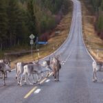Căldura extremă lovește Finlanda: pierderi tragice în rândul renilor 3 val de caldura record in finlanda mai multi reni au murit 6892e97a9a389