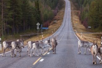 val de caldura record in finlanda mai multi reni au murit 6892e97a9a389