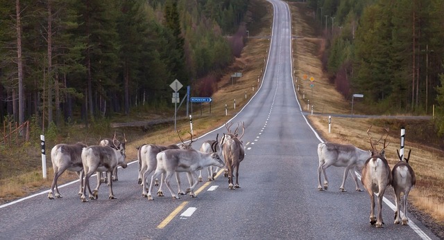 Căldura extremă lovește Finlanda: pierderi tragice în rândul renilor 1 val de caldura record in finlanda mai multi reni au murit 6892e97a9a389