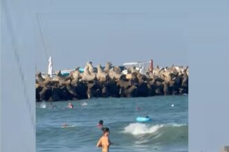video alerta pe plaja din eforie nord un copil dus de valuri in larg a fost recuperat de salvamari 68b3e9d0b9677