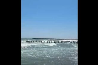video emotionant turistii au facut lant uman la jupiter pentru a i scoate din valuri pe cei doi copii si barbatul de 35 de ani de pe plaja delta 68a077b591188