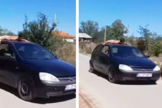 video fara permis si cu prietenul cocotat pe plafonul masinii ce a patit soferul de ocazie 68b3330e87653