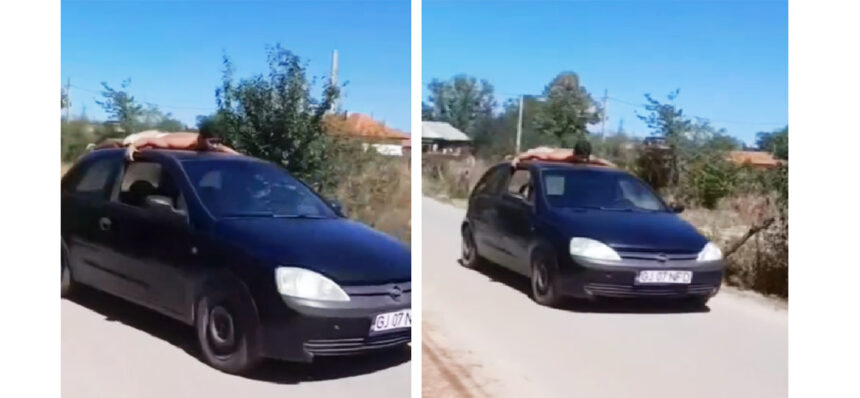 Fără permis și cu prietenul pe plafon: Ce a pățit șoferul aventurier? 1 video fara permis si cu prietenul cocotat pe plafonul masinii ce a patit soferul de ocazie 68b3330e87653