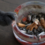 video fumatul pasiv poate afecta grav animalele de companie avertismentul medicilor veterinari pentru proprietarii de caini si pisici 68a93f383f6b7