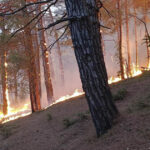 Flăcări pe țărmul Mării Negre: Incendiu devastator lângă vila lui Putin, provocat de prăbușirea unei drone – peste 100 de pompieri ruși intervin! 3 video incendiu pe coasta marii negre in apropierea vilei lui putin in urma prabusirii unei drone peste 100 de pompieri rusi mobilizati 68b1759acf020