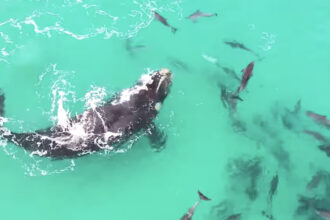 video o prietenie subacvatica balenele si delfinii nu doar coexista ci se cauta reciproc imagini cu interactiuni spectaculoase studiu 68a2ab3b84ea6