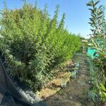 Procurorii DIICOT declanșează o acțiune de amploare la Tulcea! Plantația de canabis descoperită în Mihai Bravu. Soarta suspecților, stabilită la Constanța. 3 video procurorii diicot dau lovitura la tulcea cultura de canabis descoperita la mihai bravu libertatea suspectilor decisa la constanta 689ed5ad06e58