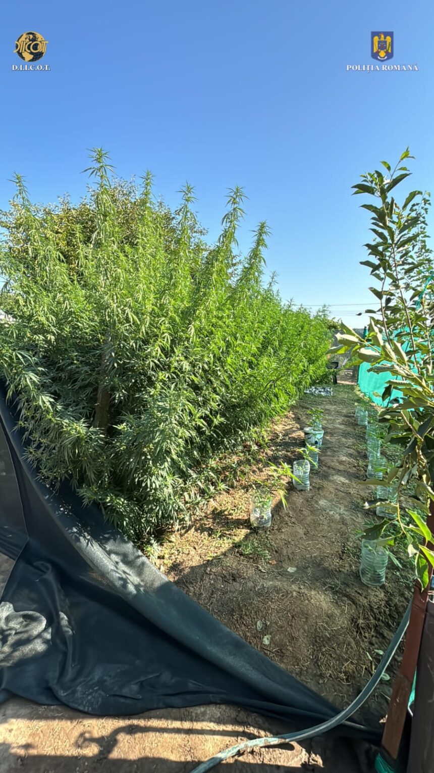 Procurorii DIICOT declanșează o acțiune de amploare la Tulcea! Plantația de canabis descoperită în Mihai Bravu. Soarta suspecților, stabilită la Constanța. 1 video procurorii diicot dau lovitura la tulcea cultura de canabis descoperita la mihai bravu libertatea suspectilor decisa la constanta 689ed5ad06e58