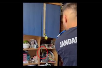 video un sarpe dintr o specie rara si protejata capturat de jandarmii de la detasamentul mangalia intr o casa din cumpana 689753770a3c0