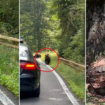 Urșii românești atrag atenția internațională: Ce dezvăluie New York Times despre aceste ființe temute în satele montane 2 video ursii din romania au ajuns in presa internationala ce scrie new york times despre animalele care seamana teroare in satele de munte 68b140bd2d0f9