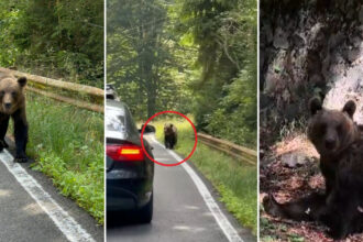 video ursii din romania au ajuns in presa internationala ce scrie new york times despre animalele care seamana teroare in satele de munte 68b140bd2d0f9