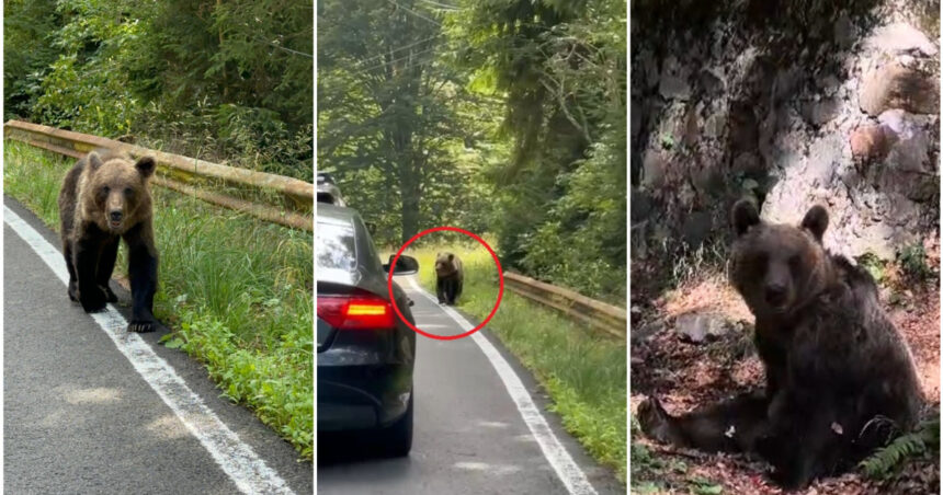 Urșii românești atrag atenția internațională: Ce dezvăluie New York Times despre aceste ființe temute în satele montane 1 video ursii din romania au ajuns in presa internationala ce scrie new york times despre animalele care seamana teroare in satele de munte 68b140bd2d0f9