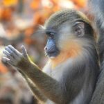 Zooland.ro - Creaturi cu povești înșelătoare 2 zooland ro animale care mint 68b13b4f0c658