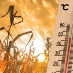Prețul extremelor climatice: Impactul caniculei, secetei și inundațiilor din vara anului 2025 asupra Europei și țările cele mai afectate 2 cat au costat valurile de canicula seceta si inundatiile din vara anului 2025 din europa si care au fost cele mai afectate tari 68c7bc0c01f9c