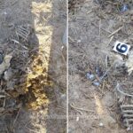 Oile îngropate la Smârdan: judecătorii din Constanța amână decizia! Care este noua dată stabilită? 2 cazul oilor ingropate la smardan amanat de judecatorii din constanta cand a fost programat noul termen 68cbe0c076462