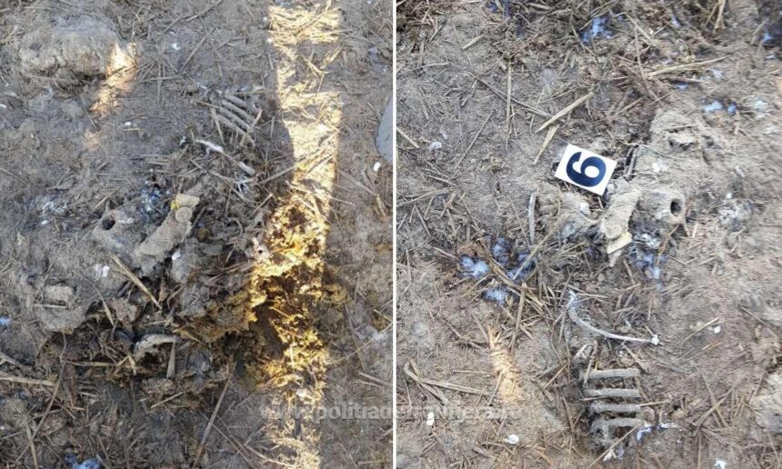 Oile îngropate la Smârdan: judecătorii din Constanța amână decizia! Care este noua dată stabilită? 1 cazul oilor ingropate la smardan amanat de judecatorii din constanta cand a fost programat noul termen 68cbe0c076462