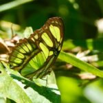 „Călătorie fascinantă printre fluturii tropicali vii la Grădina Botanică din Cluj” 2 expozitie cu specii spectaculoase de fluturi tropicali vii la gradina botanica din cluj 68cfdf0ab4fbf