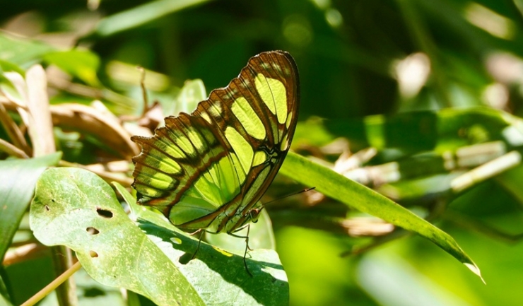 „Călătorie fascinantă printre fluturii tropicali vii la Grădina Botanică din Cluj” 1 expozitie cu specii spectaculoase de fluturi tropicali vii la gradina botanica din cluj 68cfdf0ab4fbf
