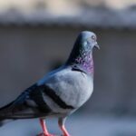 O femeie ajunge în atenția autorităților după ce a prins și a savurat un porumbel 3 femeie cercetata dupa ce a prins si a mancat un porumbel 68c471f444716