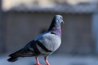 femeie cercetata dupa ce a prins si a mancat un porumbel 68c471f444716
