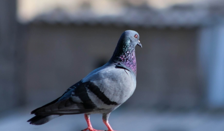O femeie ajunge în atenția autorităților după ce a prins și a savurat un porumbel 1 femeie cercetata dupa ce a prins si a mancat un porumbel 68c471f444716