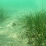 „În adâncurile Mării Negre: Pajiști verzi de iarbă de mare și recife inovatoare” 2 foto in marea neagra au fost create pajisti de iarba de mare si recife artificiale 68c82ef1791fc