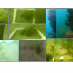 „Un nou ecosistem subacvatic: Pajiștile de iarbă de mare și recifele artificiale din Eforie, Olimp, Jupiter, Neptun și Venus – Un proiect ecologic fără precedent în România” 2 foto pajisti marine de iarba de mare si recife artificiale create in eforie olimp jupiter neptun si venus este cel mai mare proiect de mediu din istoria romaniei 68d9052c39330