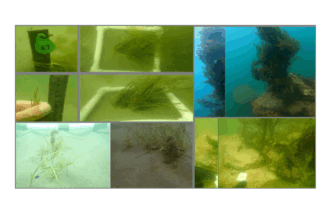 foto pajisti marine de iarba de mare si recife artificiale create in eforie olimp jupiter neptun si venus este cel mai mare proiect de mediu din istoria romaniei 68d9052c39330