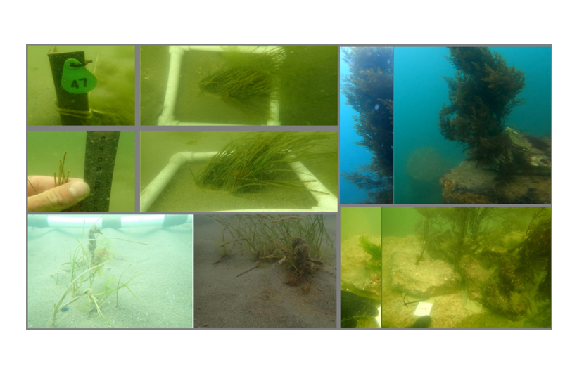„Un nou ecosistem subacvatic: Pajiștile de iarbă de mare și recifele artificiale din Eforie, Olimp, Jupiter, Neptun și Venus – Un proiect ecologic fără precedent în România” 1 foto pajisti marine de iarba de mare si recife artificiale create in eforie olimp jupiter neptun si venus este cel mai mare proiect de mediu din istoria romaniei 68d9052c39330