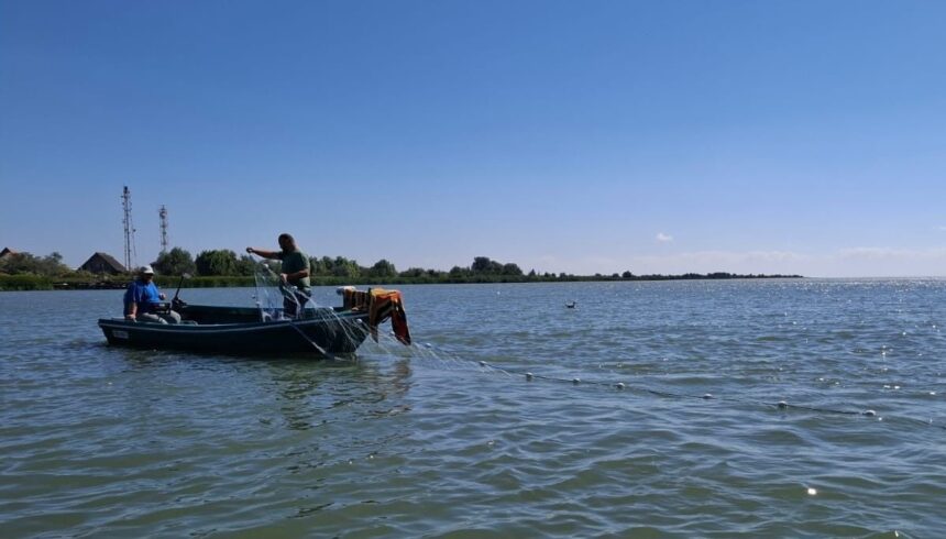 Alertă din partea experților de la Institutul de Cercetare Marină Grigore Antipa, în urma unei expediții pe Dunăre! O specie de pește renumită se află în pericol! 1 foto specialistii institutului de cercetare marina grigore antipa avertizare de ultim moment dupa o expeditie pe dunare este vizata o cunoscuta specie de peste 68c968c5349ee