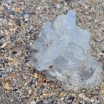 Spectacol dezolant pe plaja din Mamaia: Mii de meduze albastre fără viață, aduse la țărm de forțele naturii 3 foto spectacol trist pe plaja din mamaia zeci de meduze albastre moarte aruncate de furtuna la mal 68c6d65c681ab