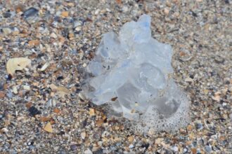 foto spectacol trist pe plaja din mamaia zeci de meduze albastre moarte aruncate de furtuna la mal 68c6d65c681ab
