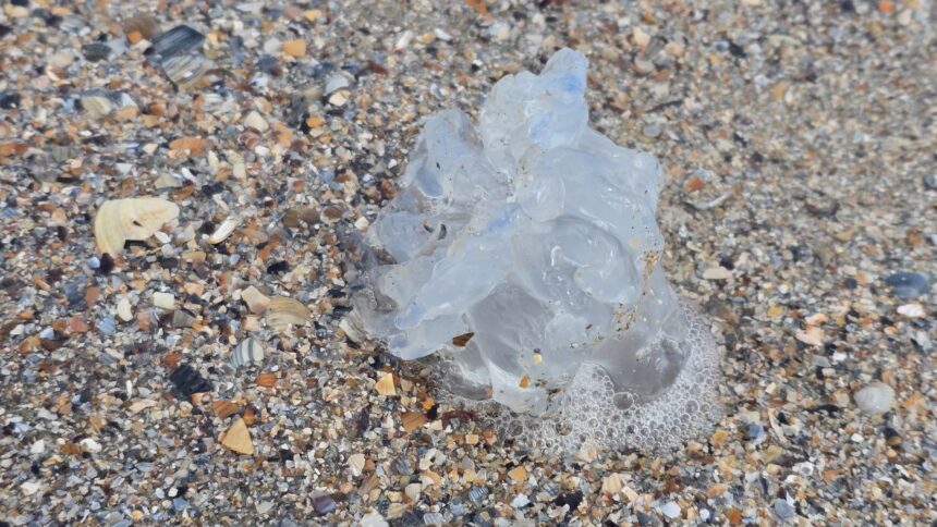Spectacol dezolant pe plaja din Mamaia: Mii de meduze albastre fără viață, aduse la țărm de forțele naturii 1 foto spectacol trist pe plaja din mamaia zeci de meduze albastre moarte aruncate de furtuna la mal 68c6d65c681ab