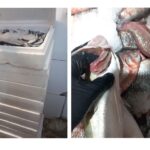 Amendă pentru magazinele din Constanța care ofereau pește nesigur pentru consumatori! 3 foto video cjpc constanta amenzi pentru magazinele care vindeau peste periculos pentru consumatori 68baeacab3476