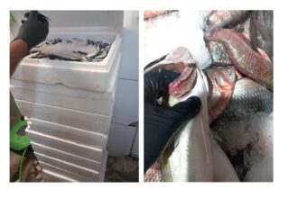foto video cjpc constanta amenzi pentru magazinele care vindeau peste periculos pentru consumatori 68baeacab3476