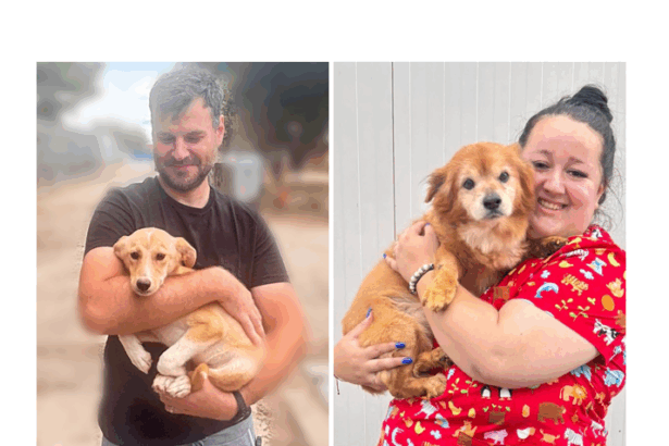 inca doi catei si au gasit familii iubitoare in campania derulata de primaria constanta 68c7b3cce0a1a