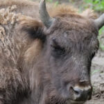Un nou dezastru pentru inițiativa de reintroducere a zimbrilor: 21 de exemplare descoperite fără viață în Munții Țarcu. Comunicat oficial al autorităților 3 lovitura pentru programul de repopulare a zimbrilor 21 de animale au fost gasite moarte in muntii tarcu anuntul autoritatilor 68d3b578cda80